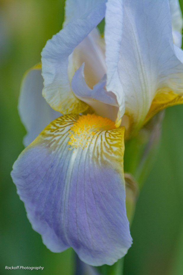 Aurifero Iris, Closeup, Presby Gardens